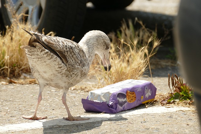 **Mikroplastik w herbacie: Czy codzienna filiżanka szkodzi Twojemu zdrowiu?**
